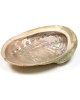 Abalone shell 18-21cm Βάσεις στικ